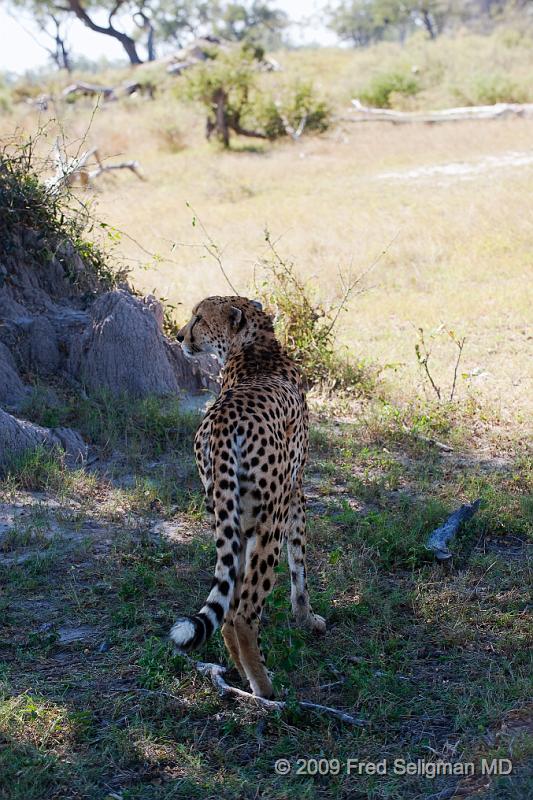 20090615_132823 D3 X1.jpg - After a while this cheetah got up and began looking for food